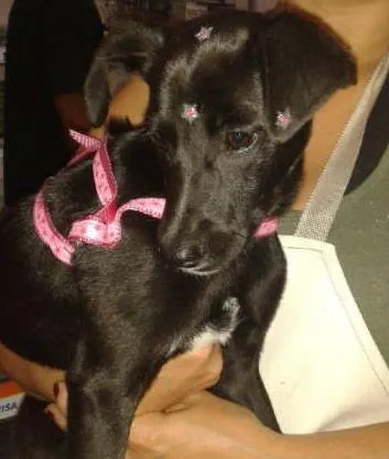 Cachorro ra a SRD idade 2 a 6 meses nome Tuca