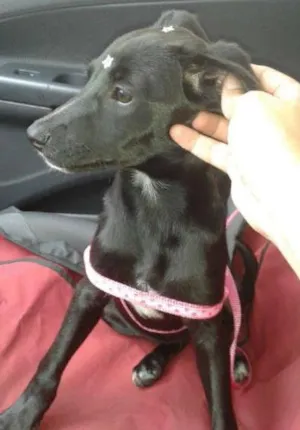 Cachorro raça SRD idade 2 a 6 meses nome Tuca