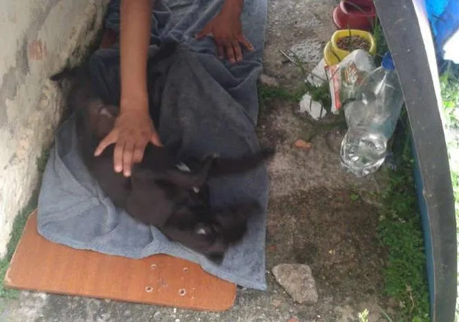 Cachorro ra a SRD idade 2 a 6 meses nome Tuca