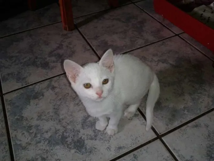 Gato ra a SRD idade 2 a 6 meses nome CHANTILLY