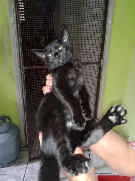 Gato ra a SRD idade 2 a 6 meses nome capuccino