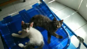 Gato raça SRD idade  nome Babys