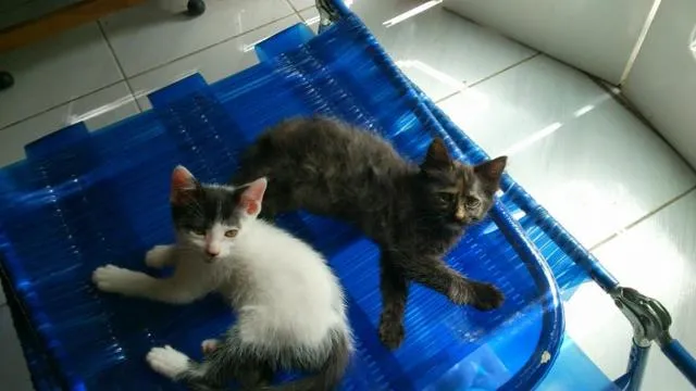 Gato ra a SRD idade  nome Babys