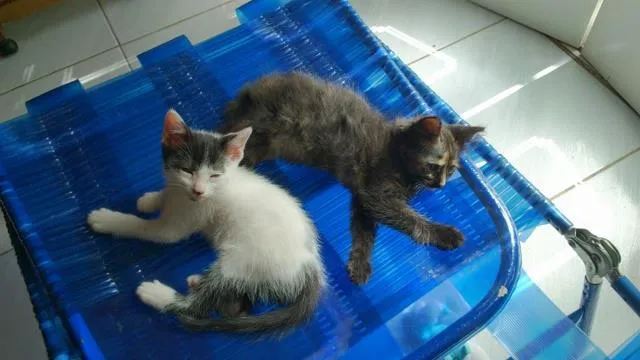 Gato ra a SRD idade  nome Babys