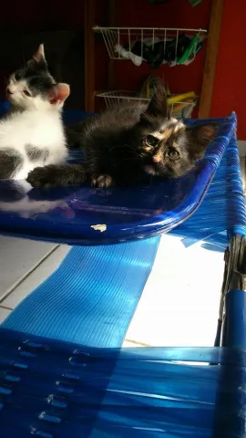 Gato ra a SRD idade  nome Babys