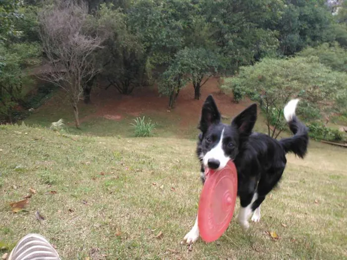 Cachorro ra a  idade 7 a 11 meses nome Mafalda
