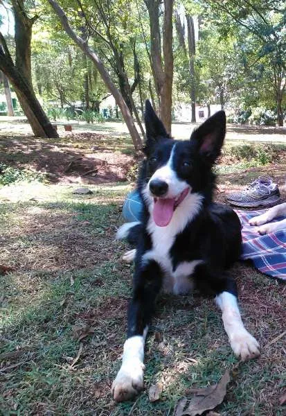 Cachorro ra a  idade 7 a 11 meses nome Mafalda