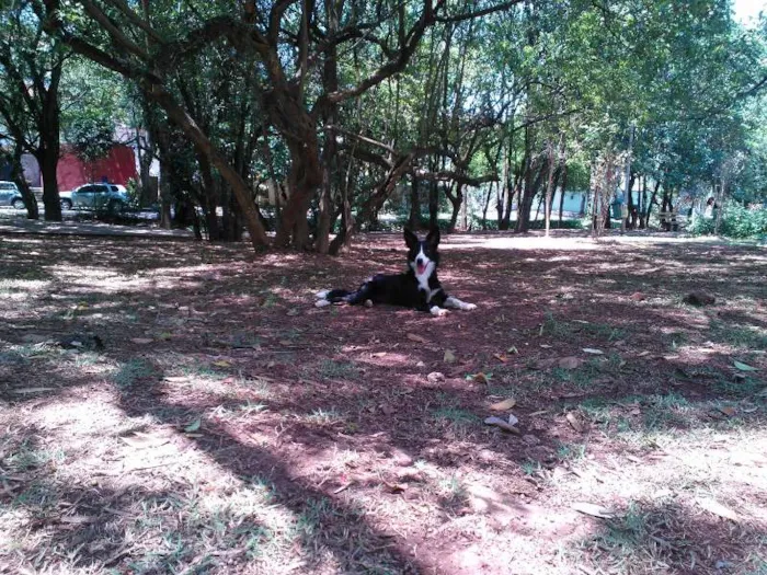 Cachorro ra a  idade 7 a 11 meses nome Mafalda
