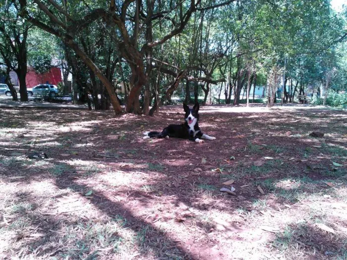 Cachorro ra a  idade 7 a 11 meses nome Mafalda