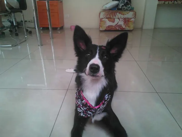 Cachorro ra a  idade 7 a 11 meses nome Mafalda