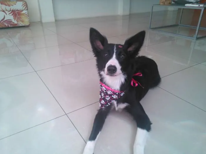 Cachorro ra a  idade 7 a 11 meses nome Mafalda