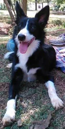 Cachorro ra a  idade 7 a 11 meses nome Mafalda