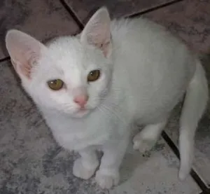 Gato raça SRD idade 2 a 6 meses nome CHANTILLY