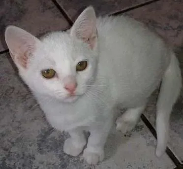 Gato ra a SRD idade 2 a 6 meses nome CHANTILLY