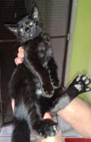 Gato raça SRD idade 2 a 6 meses nome capuccino