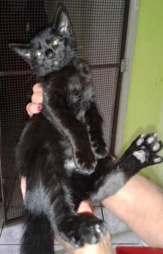 Gato ra a SRD idade 2 a 6 meses nome capuccino