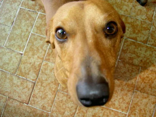 Cachorro ra a  idade 7 a 11 meses nome sem nome 