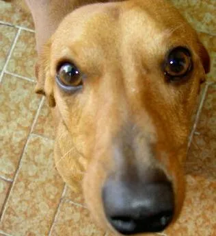 Cachorro ra a  idade 7 a 11 meses nome sem nome 
