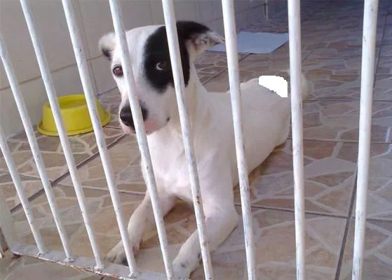 Cachorro ra a vira lata idade 2 a 6 meses nome flor