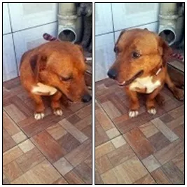 Cachorro raça Viralata idade 2 anos nome Marlon