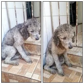 Cachorro raça Puddle idade 2 anos nome Spike