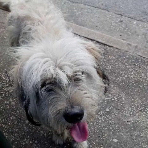 Cachorro ra a SRD idade 7 a 11 meses nome NÃO SEI
