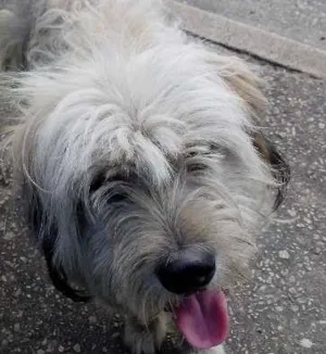 Cachorro raça SRD idade 7 a 11 meses nome NÃO SEI