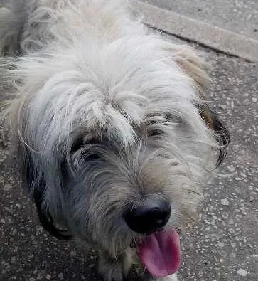 Cachorro ra a SRD idade 7 a 11 meses nome NÃO SEI