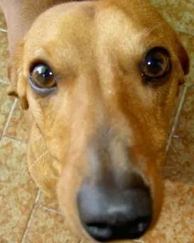 Cachorro raça  idade 7 a 11 meses nome sem nome 