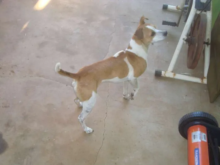 Cachorro ra a Raça Não definida idade 1 ano nome Kika