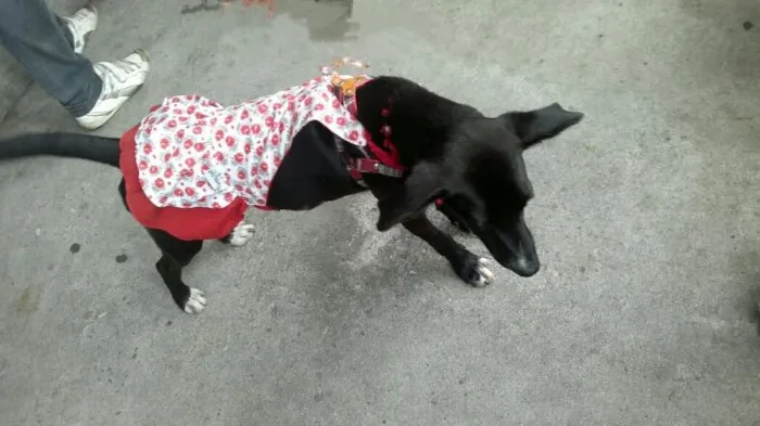 Cachorro ra a SRD idade 7 a 11 meses nome Linda