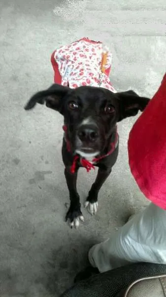Cachorro ra a SRD idade 7 a 11 meses nome Linda