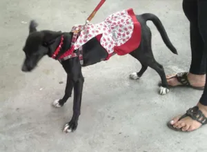 Cachorro raça SRD idade 7 a 11 meses nome Linda