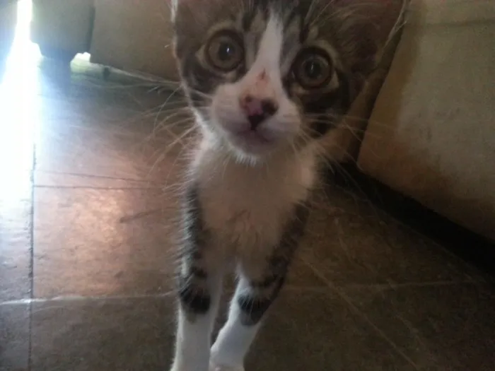 Gato raça  idade 2 a 6 meses nome Ainda não tem nome