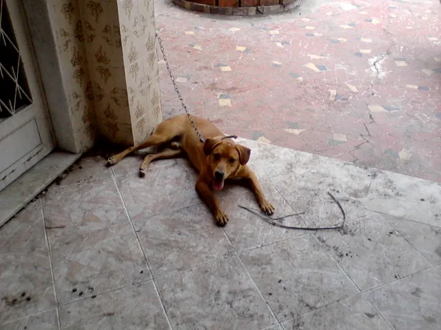 Cachorro raça misturado idade 7 a 11 meses nome hulk