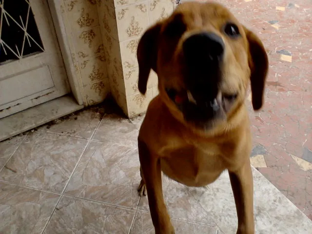 Cachorro raça misturado idade 7 a 11 meses nome hulk