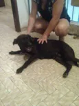 neguinha