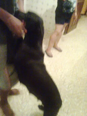 Cachorro raça mista pitbulc/viralatas idade 2 anos nome neguinha