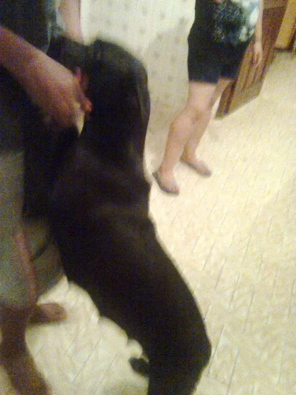Cachorro ra a mista pitbulc/viralatas idade 2 anos nome neguinha