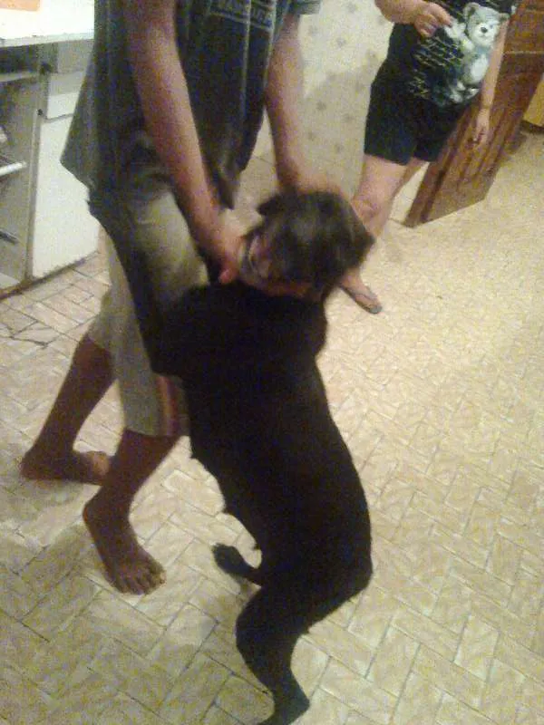 Cachorro ra a mista pitbulc/viralatas idade 2 anos nome neguinha