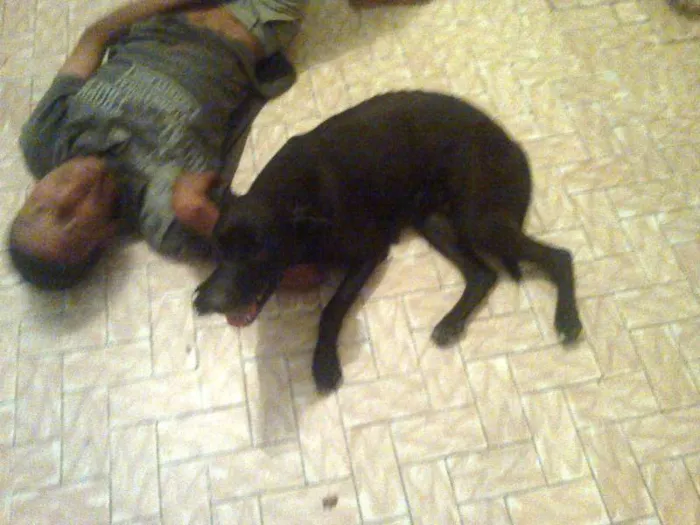 Cachorro ra a mista pitbulc/viralatas idade 2 anos nome neguinha