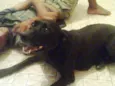 neguinha