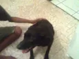 neguinha