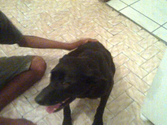 Cachorro ra a mista pitbulc/viralatas idade 2 anos nome neguinha