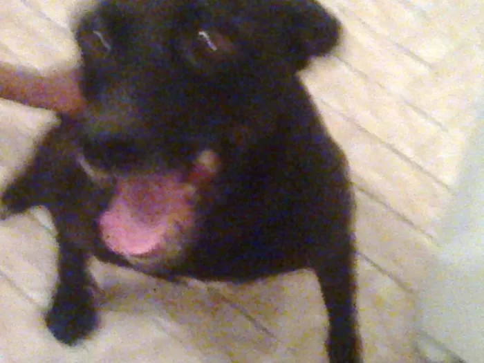 Cachorro ra a mista pitbulc/viralatas idade 2 anos nome neguinha