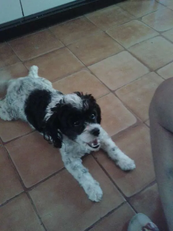 Cachorro raça  shih tzu misturado com pooldo idade 2 anos nome bolinha