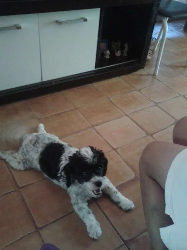 Cachorro raça  shih tzu misturado com pooldo idade 2 anos nome bolinha