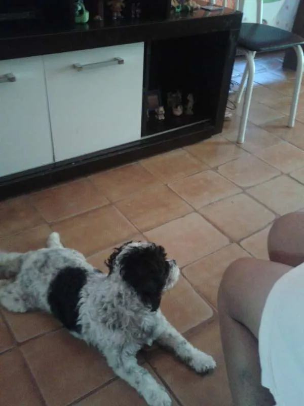 Cachorro raça  shih tzu misturado com pooldo idade 2 anos nome bolinha