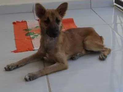 Cachorro raça SRD idade 2 a 6 meses nome Melissa