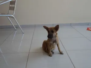 Cachorro raça SRD idade 2 a 6 meses nome Melissa